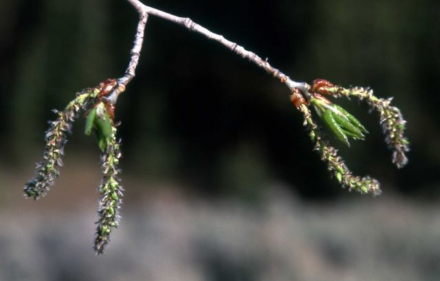 Aspen catkins Picture