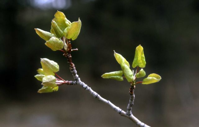 New aspen (Populus tremuloides) leaves Picture