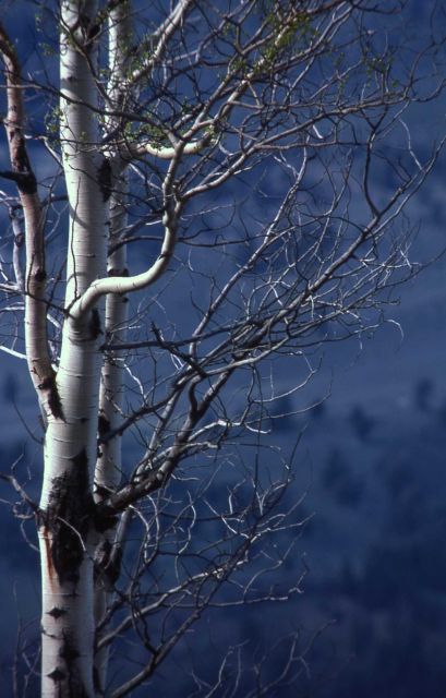 Quaking aspen (Populus tremuloides) on Blacktail Plateau Picture