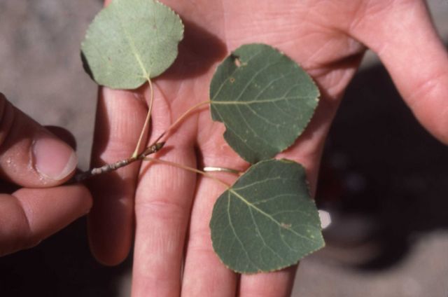Quaking aspen (Populus tremuloides) leaves Picture
