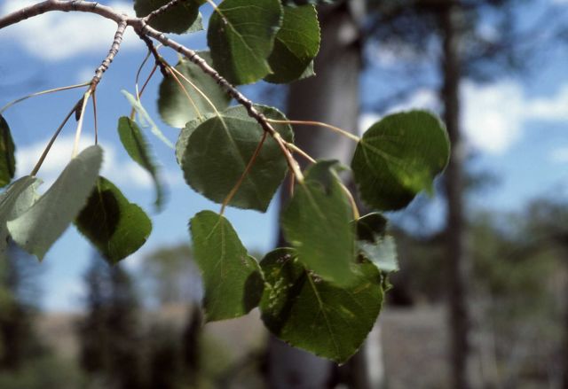 Quaking aspen (Populus tremuloides) leaves Picture