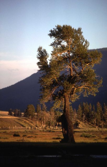 Cottonwoods in Lamar Valley Picture