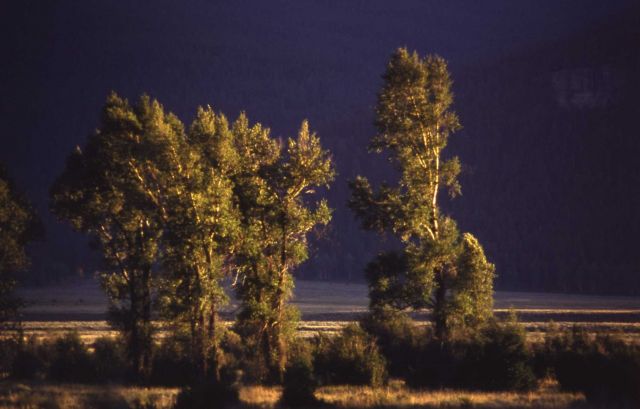 Cottonwoods in Lamar Valley Picture