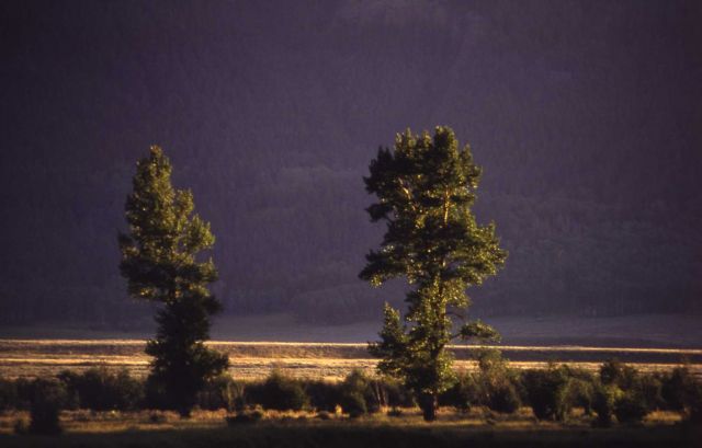 Cottonwoods in Lamar Valley Picture