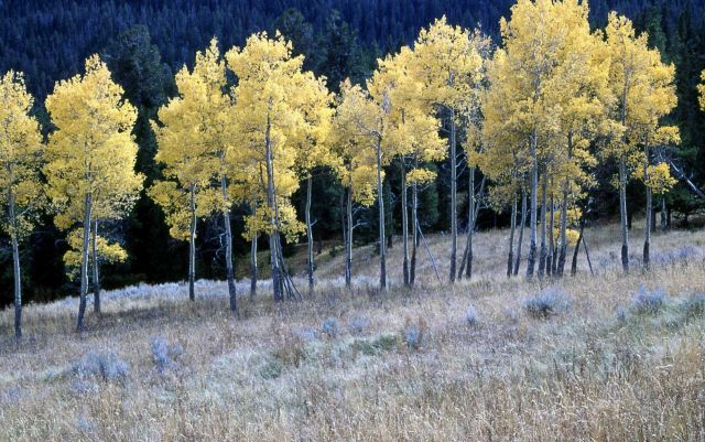 Quaking aspen (Populus tremuloides) in Elk Creek drainage Picture