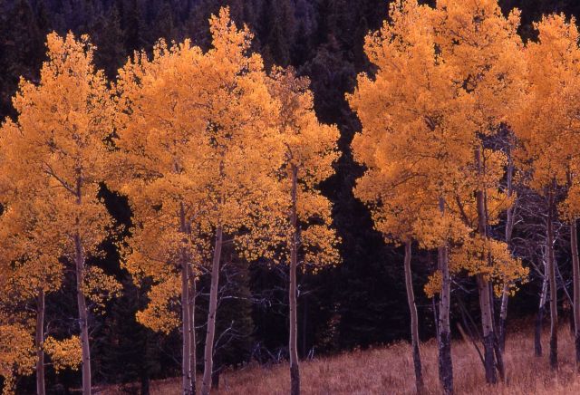 Quaking aspen (Populus tremuloides) in Elk Creek drainage Picture