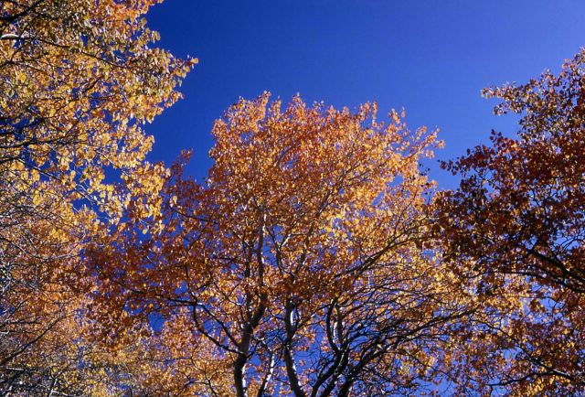 Quaking aspen (Populus tremuloides) Picture