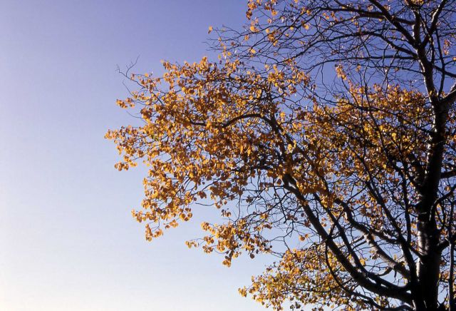 Quaking aspen (Populus tremuloides) on Bunsen Peak Picture