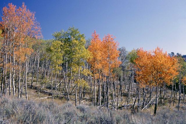 Quaking aspen (Populus tremuloides) in the fall Picture
