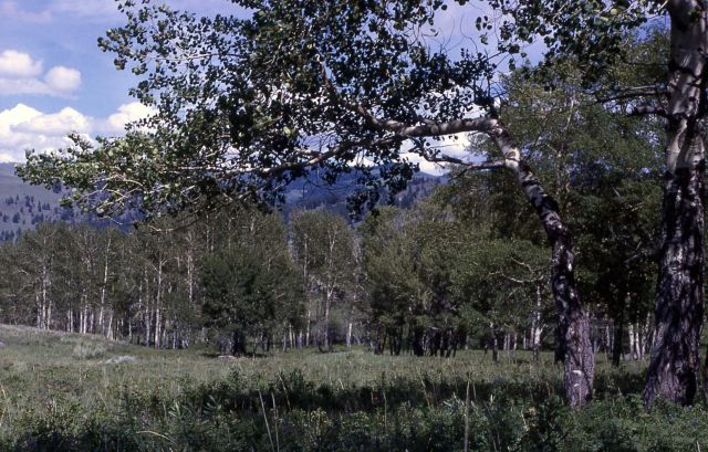 Quaking aspen (Populus tremuloides) grove in summer Picture