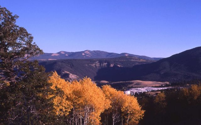 Quaking aspen (Populus tremuloides) grove in the fall at Mammoth Hot Springs Picture
