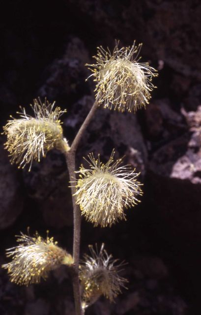 Salix sp Picture