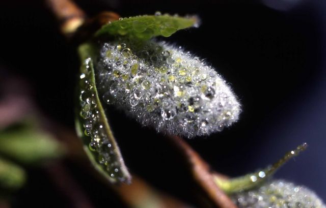 Willow catkin with dew Picture