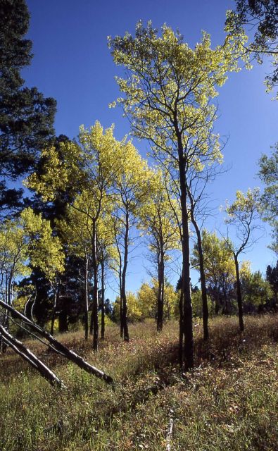 Quaking aspen (Populus tremuloides) Picture