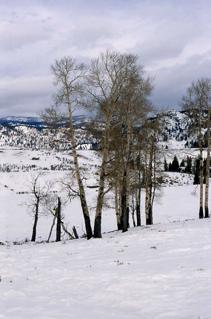 Quaking aspen (Populus tremuloides) near Lamar River in the winter Picture