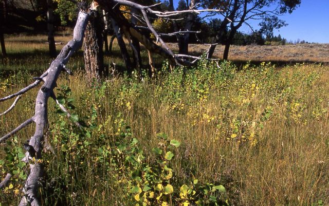 Quaking aspen (Populus tremuloides) seedlings Picture
