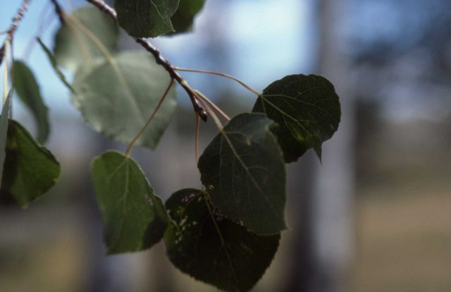 Quaking aspen (Populus tremuloides) leaves Picture