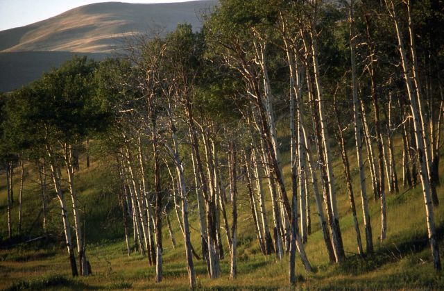 Quaking aspen (Populus tremuloides) grove Picture