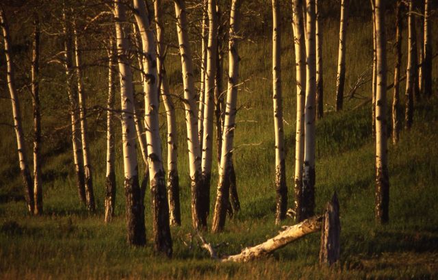 Quaking aspen (Populus tremuloides) grove Picture