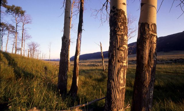 Quaking aspen (Populus tremuloides) grove Picture