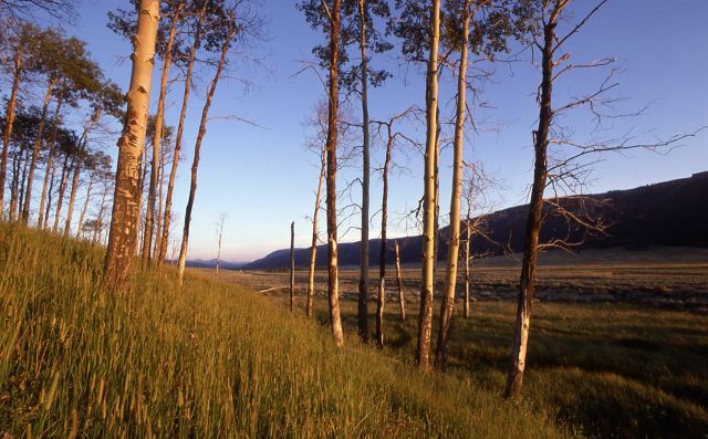 Quaking aspen (Populus tremuloides) grove Picture