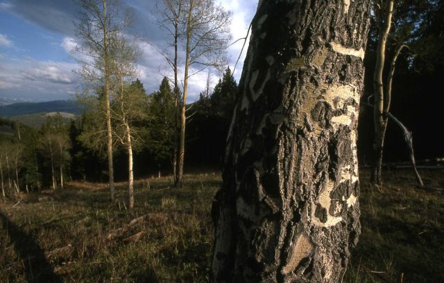 Quaking aspen (Populus tremuloides) on Blacktail Plateau Picture