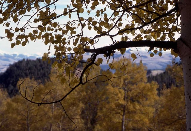 Quaking aspen (Populus tremuloides) branch Picture