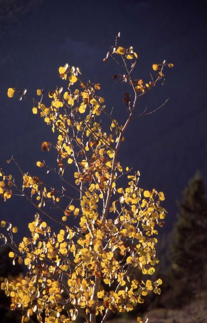 Quaking aspen (Populus tremuloides) branch Picture
