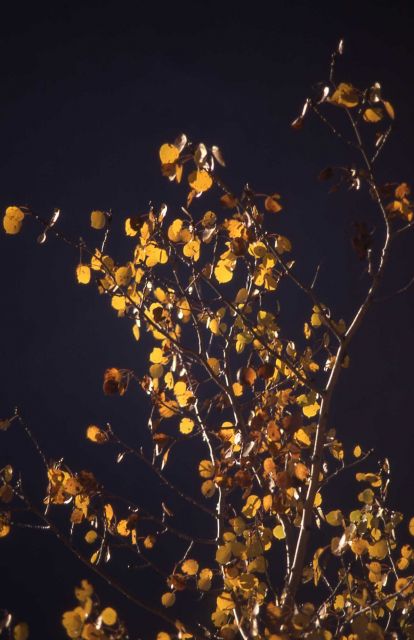 Quaking aspen (Populus tremuloides) branch Picture