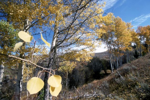 Quaking aspen (Populus tremuloides) grove Picture