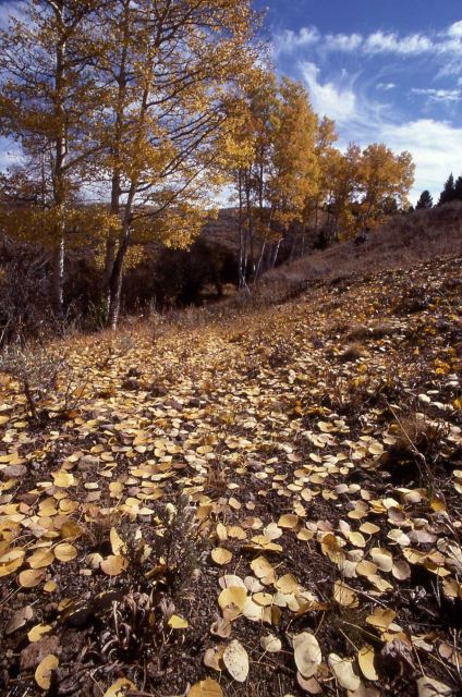 Quaking aspen (Populus tremuloides) Picture