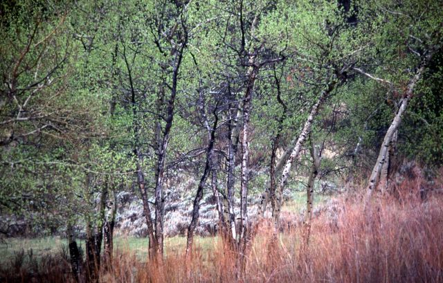 Quaking aspens (Populus tremuloides) in spring rain Picture