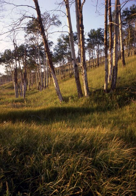 Quaking aspen (Populus tremuloides) grove Picture