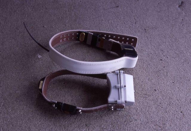 GPS elk collar - VHF radio collar for pronghorn Picture