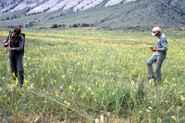 Dalmation Toadflax Picture