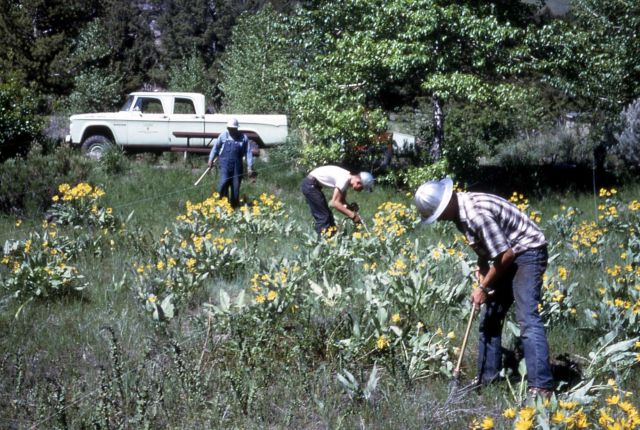Spraying Dalmation Toadflax Picture