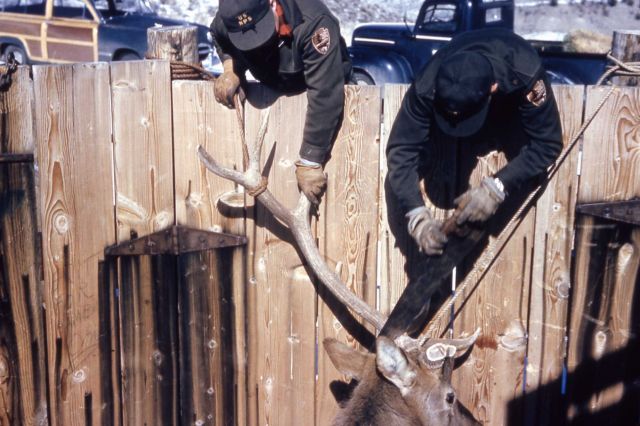 De-antlering elk in trap Picture