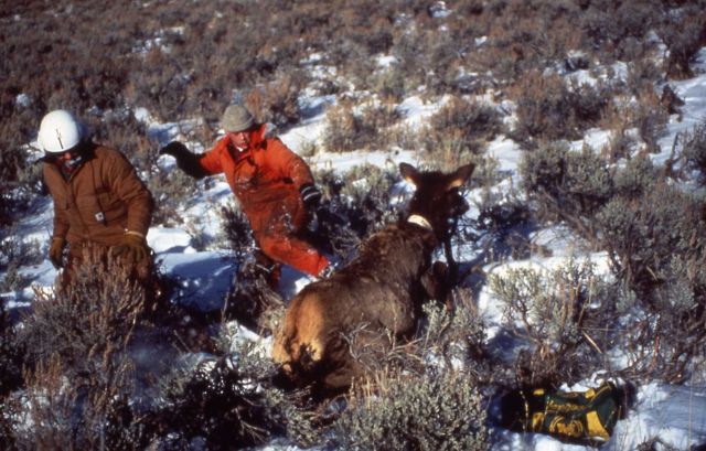 Releasing collared elk Picture