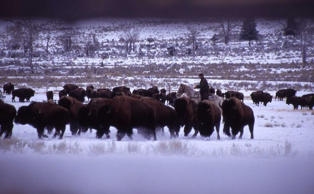 Rangers herding bison in Stephens Creek bison pen Picture