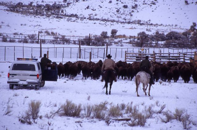 Rangers on horseback & in vehicles pushing bison into pen Picture