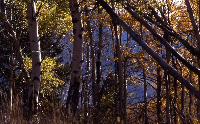Close up of an aspen grove with fall color Picture