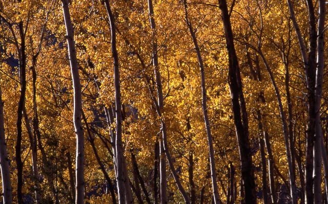 Close up of an aspen grove with fall color Picture