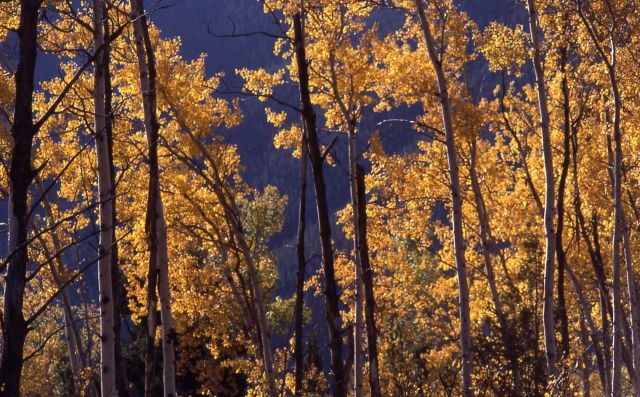 Close up of an aspen grove with fall color Picture