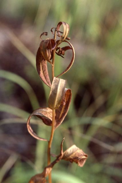 Dried herb Picture
