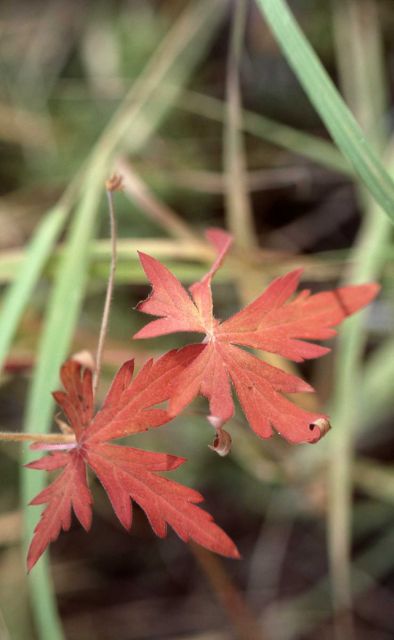 Fall leaves Picture