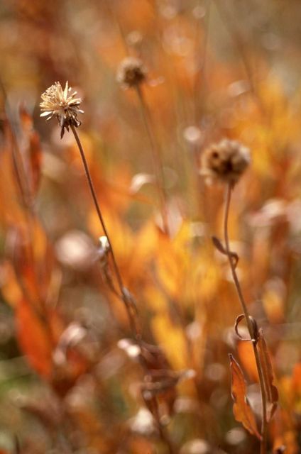 Drying plants with fall colors Picture