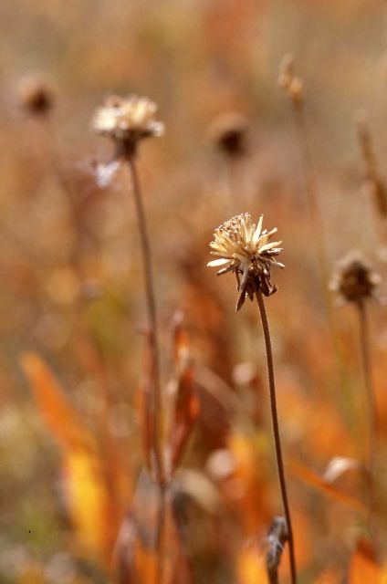 Drying plants with fall colors Picture