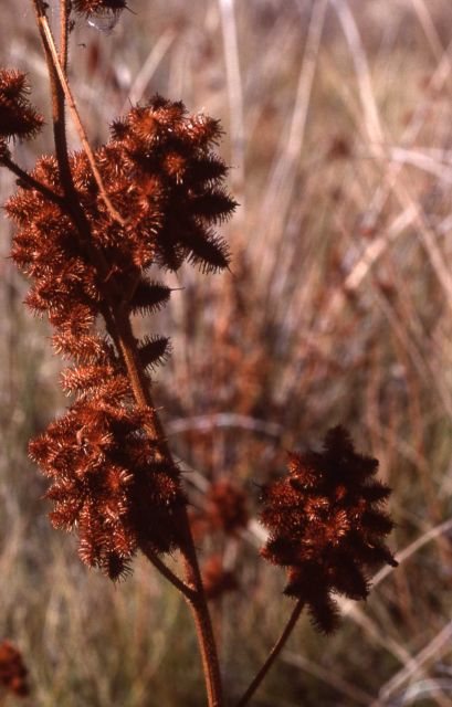 Drying plants with fall colors Picture