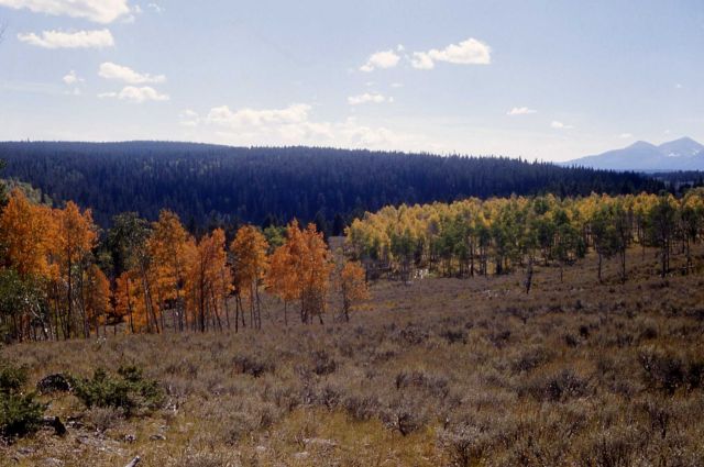 Aspen with fall colors Picture
