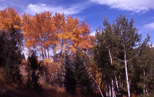 Fall color at Mammoth Hot Springs Picture